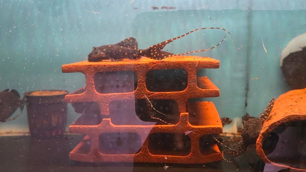 Verschillende L nr's pleco's te koop., Dieren en Toebehoren, Vissen | Aquariumvissen, Vis, Zoetwatervis