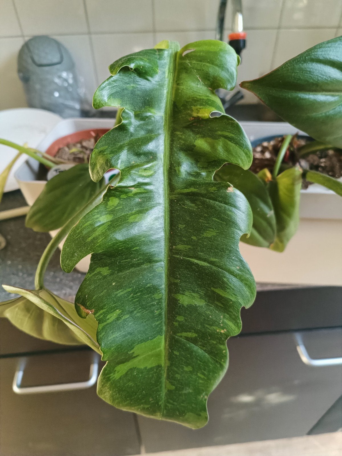 Philodendron ring of fire, Huis en Inrichting, Kamerplanten, Ophalen of Verzenden