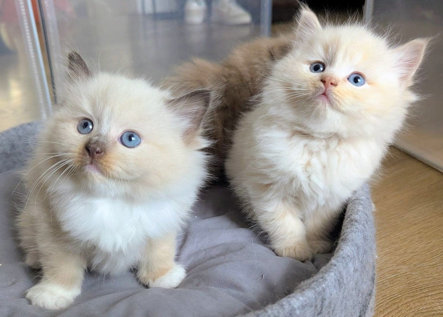 Twee Ragdoll katertjes, Kater, Ontwormd, 0 tot 2 jaar