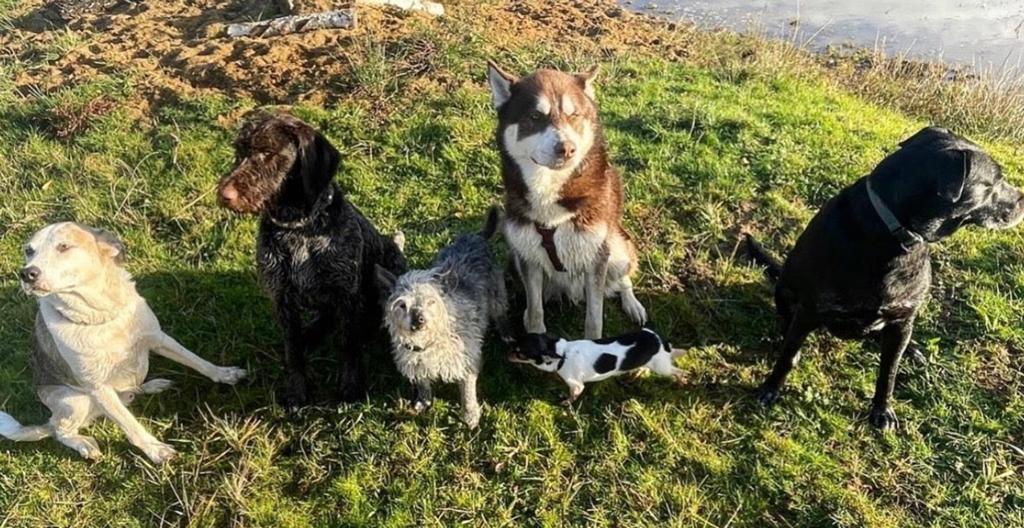 Honden oppas aangeboden Limburg, Particuliere oppas