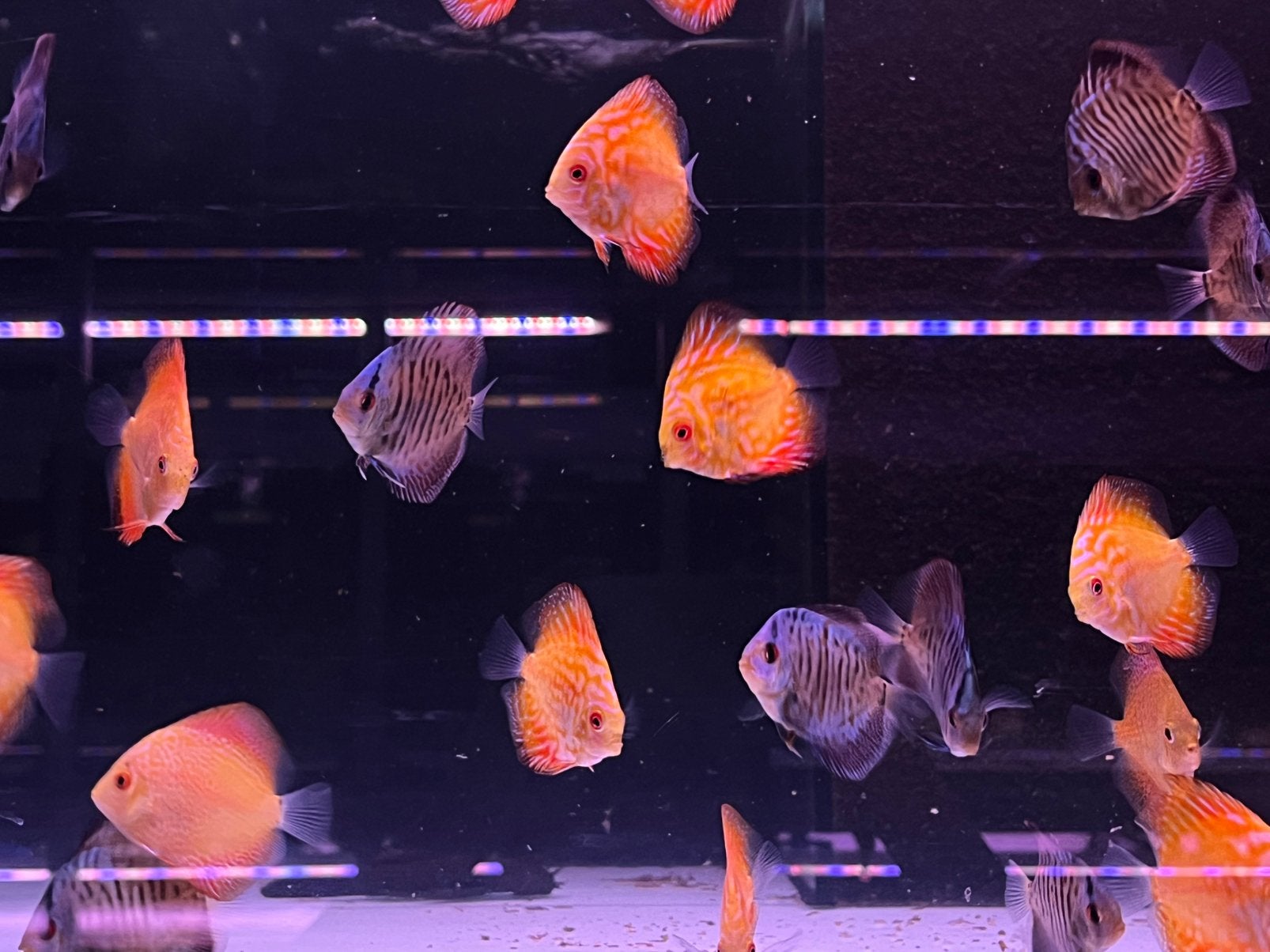 Blue snakeskin/eletric dream discus, Vis