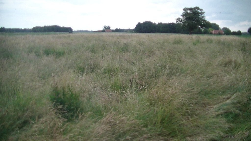 🌈Hooi kuil-gras op stam [ 1 Ha. ]  🌈, Dieren en Toebehoren, Ophalen, Vee