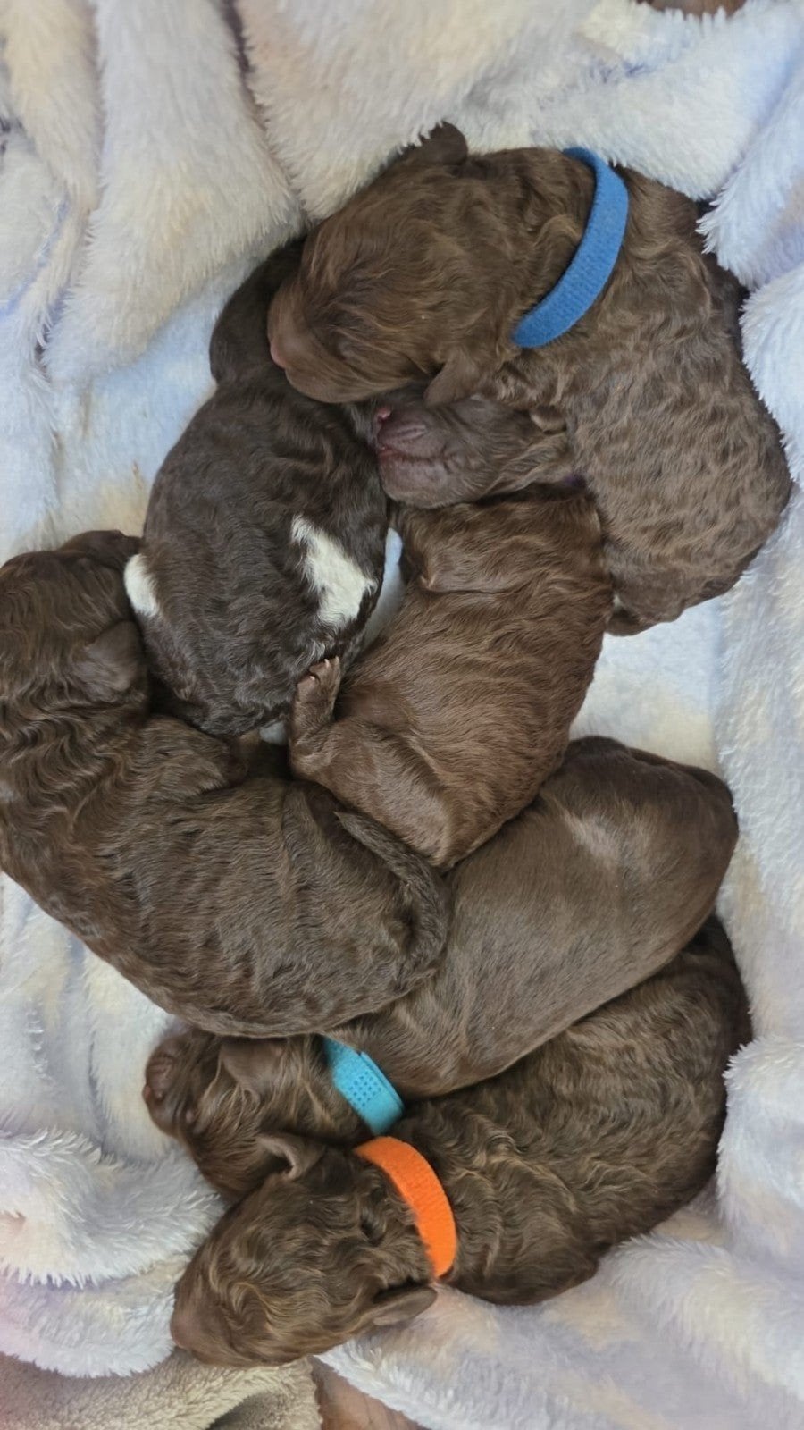 1 choco australian labradoodle reutje  beschikbaar!!!!, Dieren en Toebehoren, Honden | Niet-rashonden, Nederland, Reu, 8 tot 15 weken