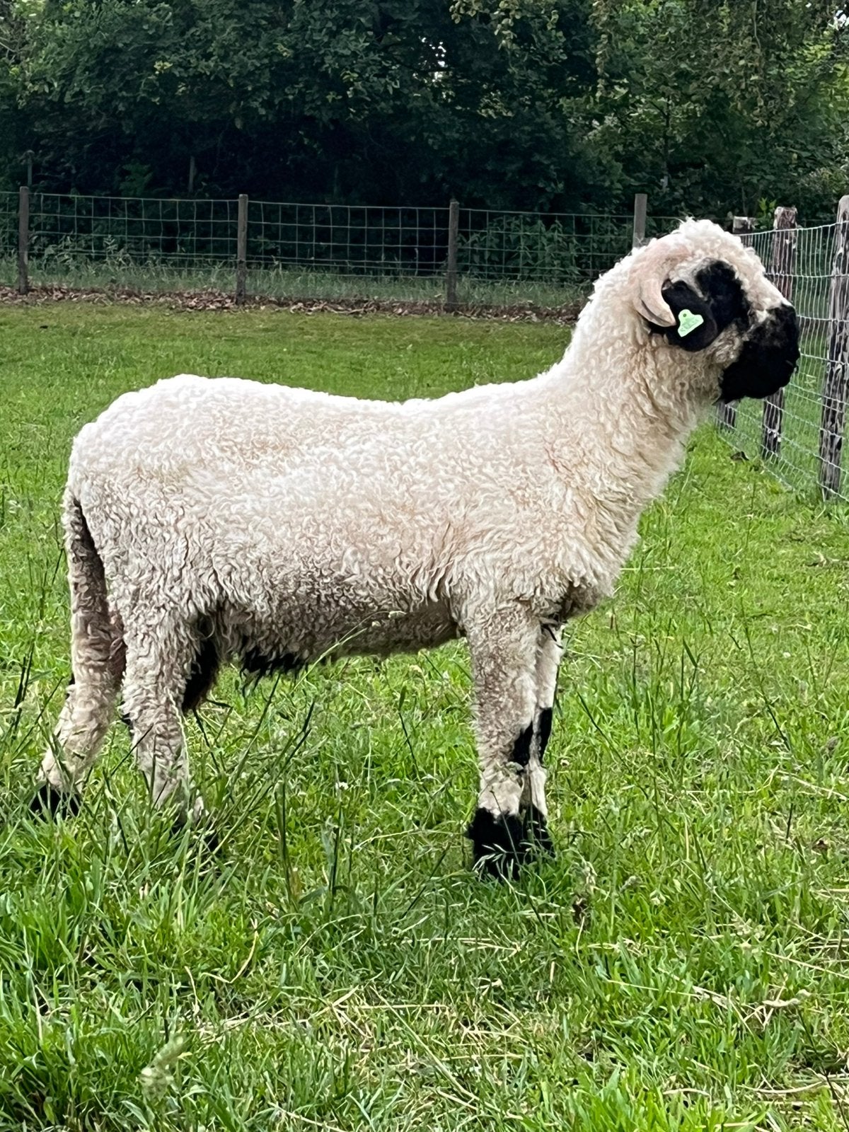 Walliser schwarznase ram, Dieren en Toebehoren, Schapen, Geiten en Varkens, Mannelijk, Schaap