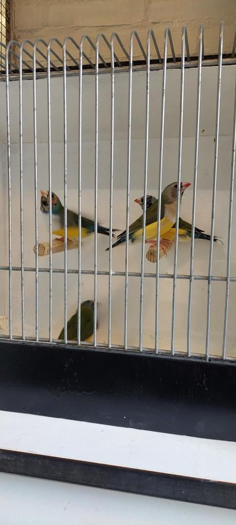 Gouldamadine mannen, Dieren en Toebehoren, Vogels | Overige Vogels, Mannelijk