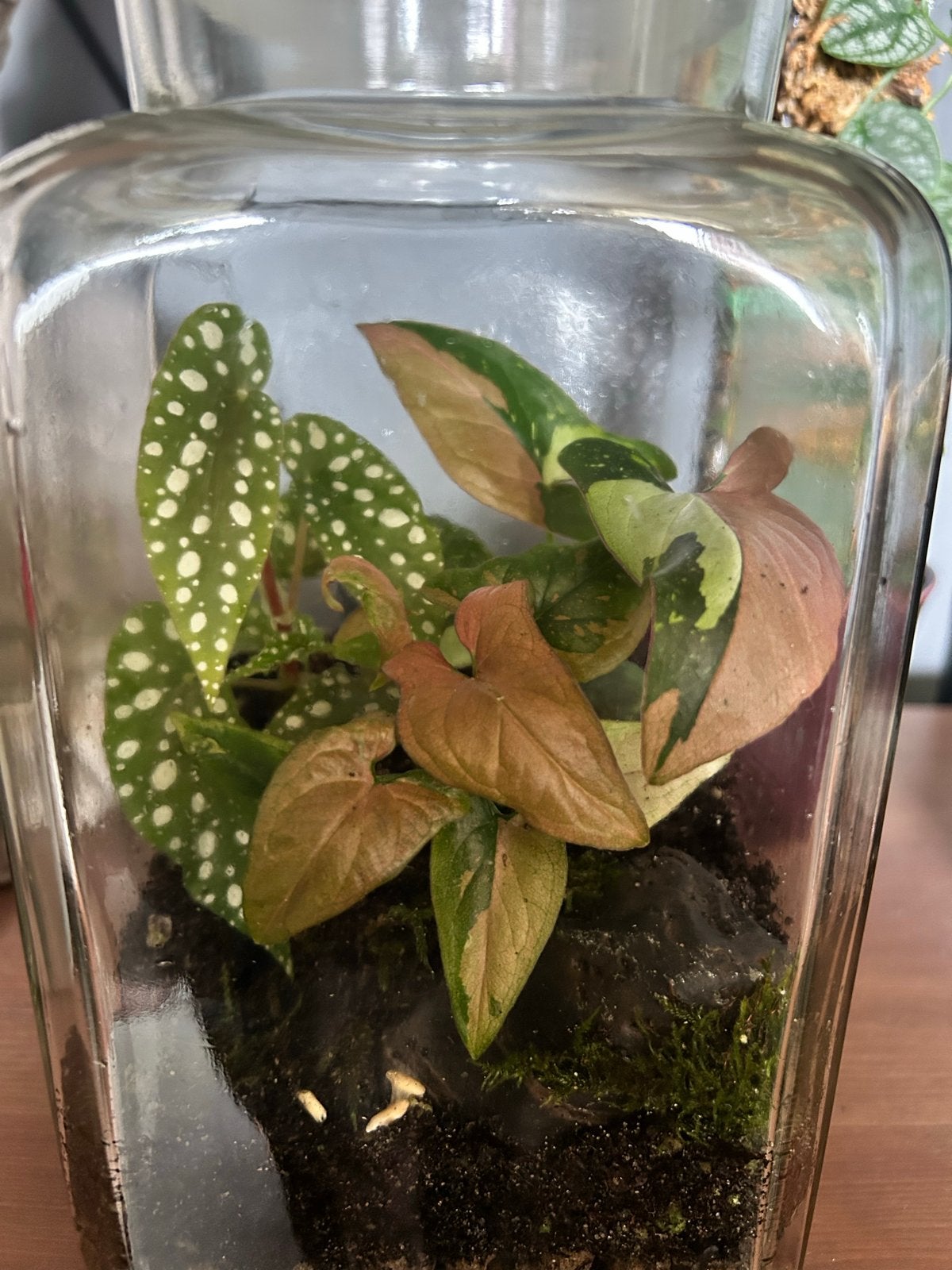 Terrarium met zeldzame Syngonium, Begonia en Philodendron, Huis en Inrichting, Kamerplanten, Ophalen, Overige soorten, Halfschaduw