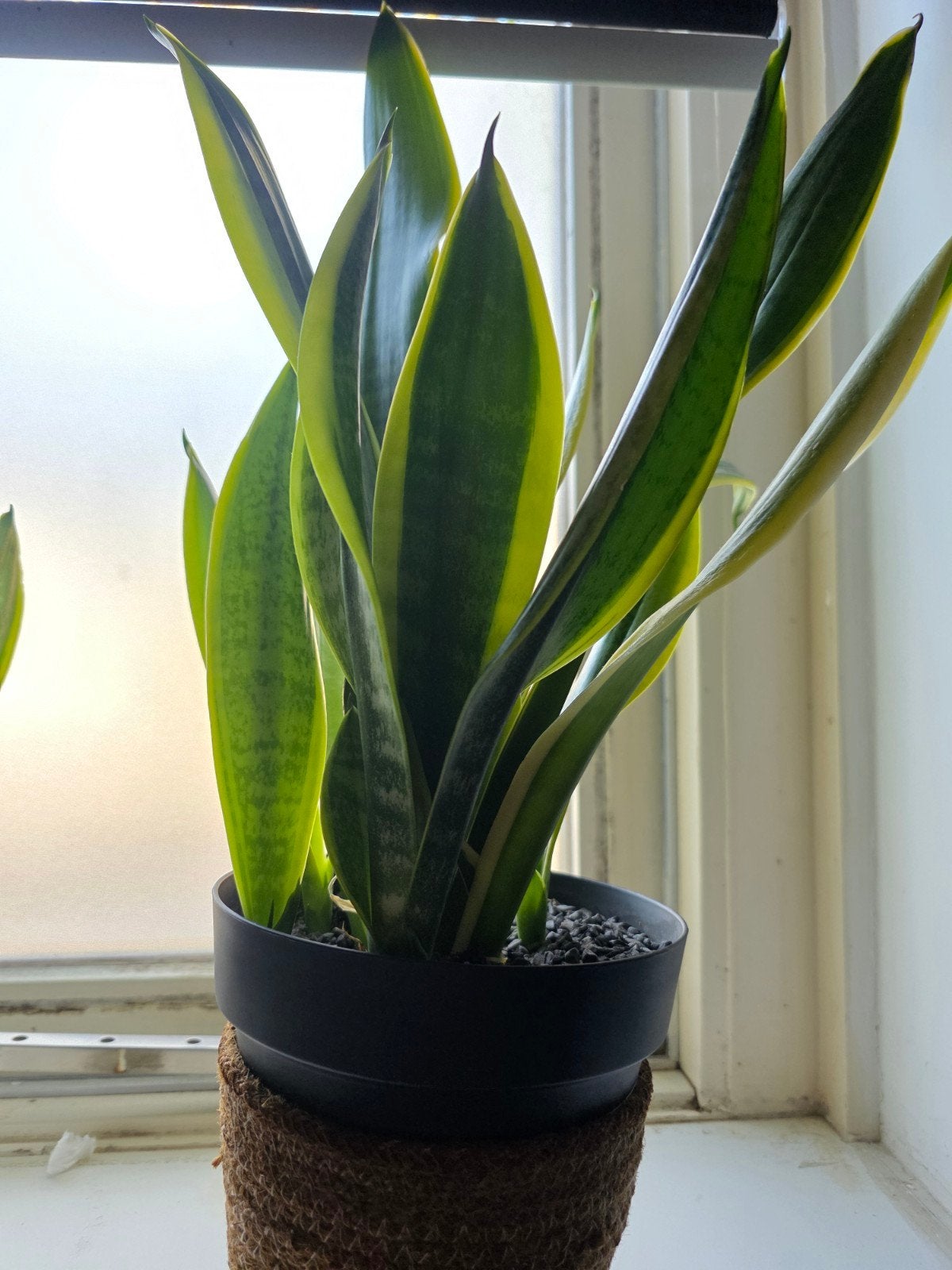 Sansevieria (Vrouwentong) in pot, Ophalen, Overige soorten, Halfschaduw, In pot