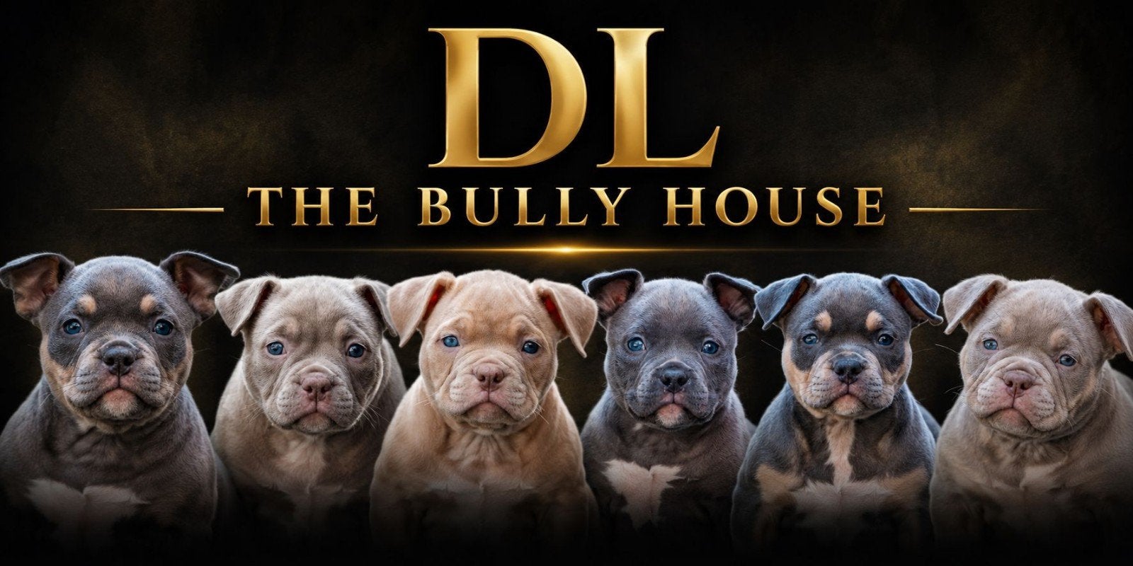 American bully pocket pups, België, Fokker | Hobbymatig, Overige rassen, 8 tot 15 weken