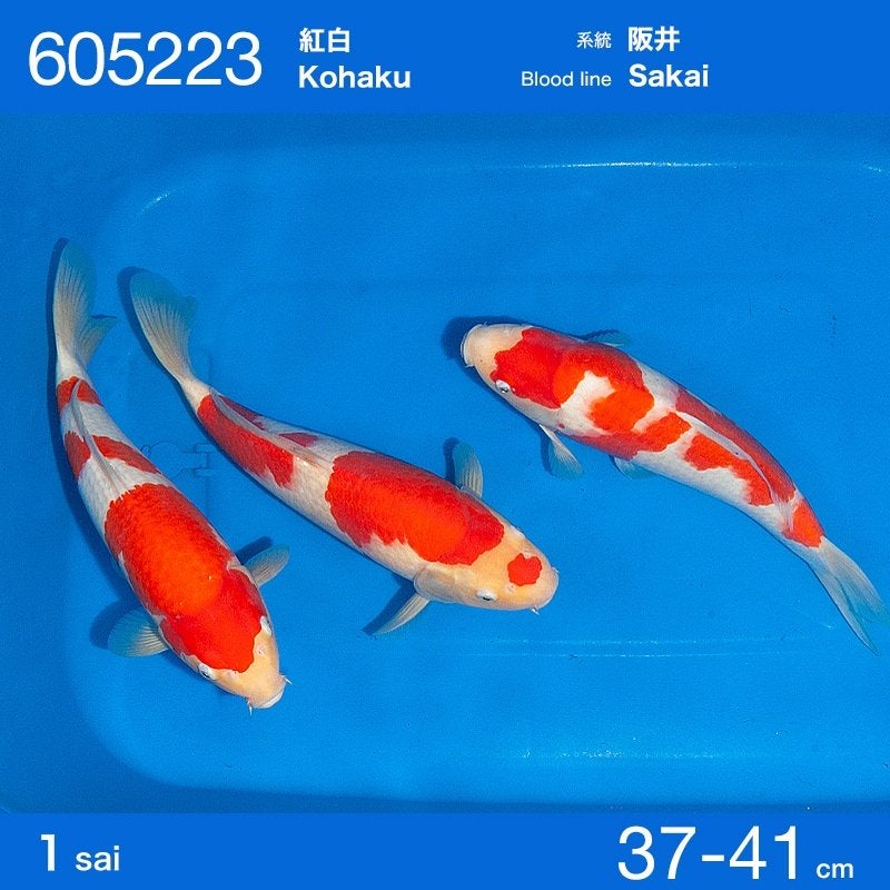 Ogata HQ Kohaku | Koikarpers  | Tosai vissen, Dieren en Toebehoren, Karper of Koi