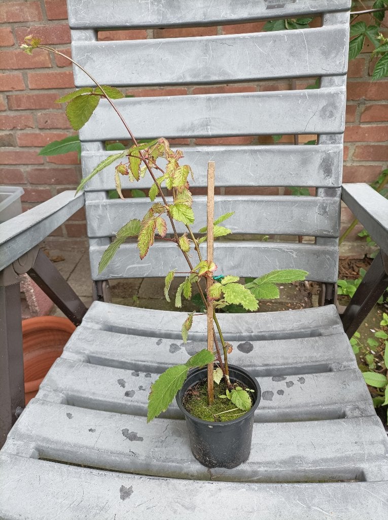 braam, Ophalen, Volle zon, Vaste plant, Fruitplanten