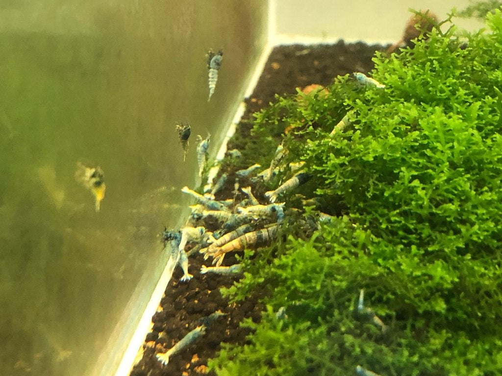 Blue Bolt Garnalen, Dieren en Toebehoren, Vissen | Aquariumvissen, Kreeft, Krab of Garnaal, Zoetwatervis, Schoolvis
