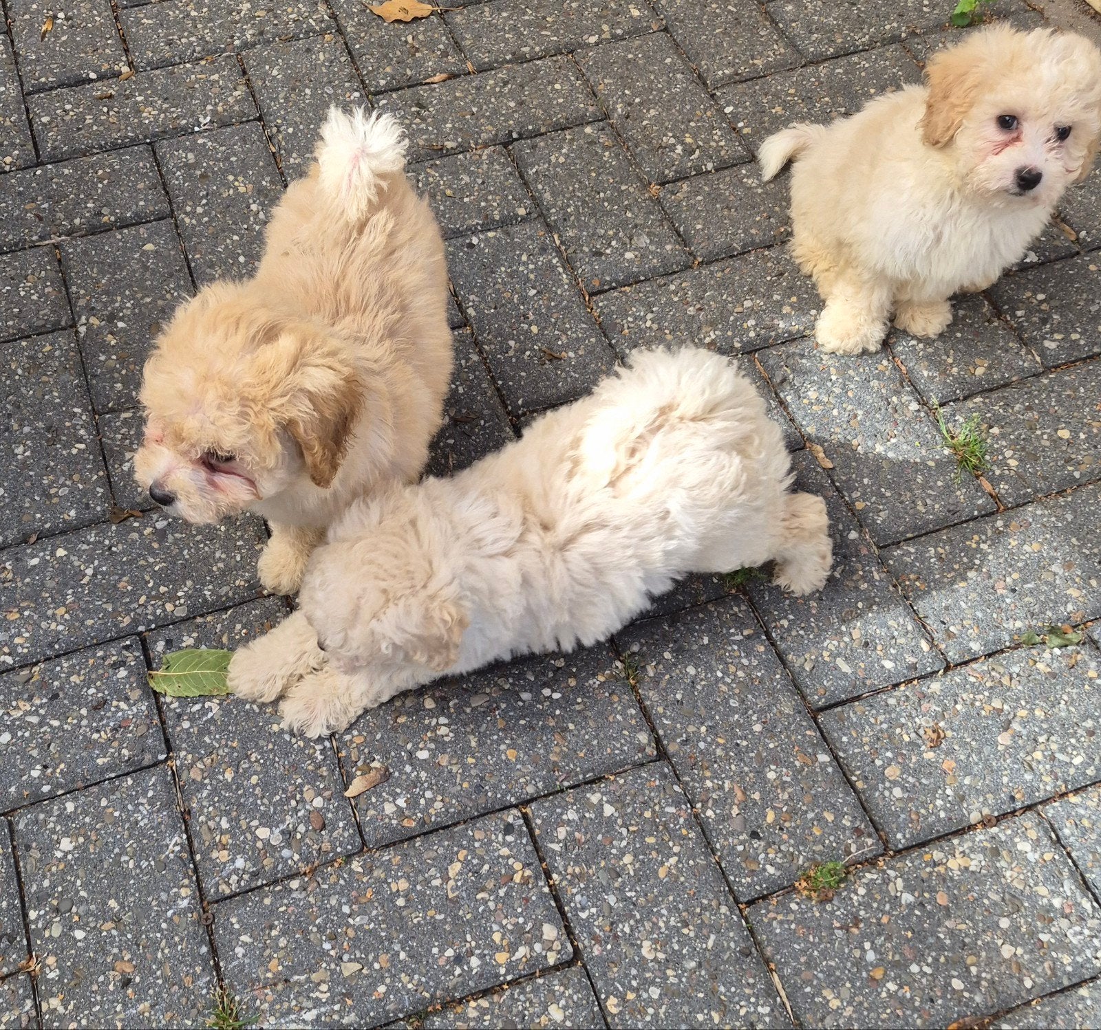 Maltipoo pups nog  3 teefjes  .  nieuwe foto's, Overige rassen, CDV (hondenziekte), 8 tot 15 weken, Meerdere