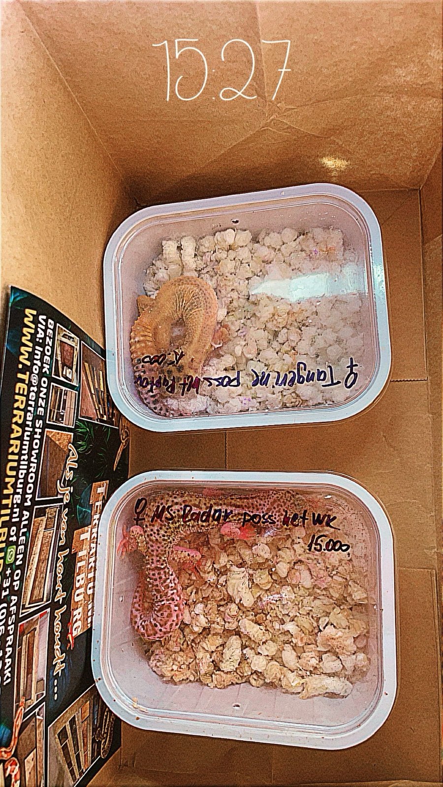 3 luipaardgekko’s incl toebehoren en terrarium Leopard Gecko photo 5