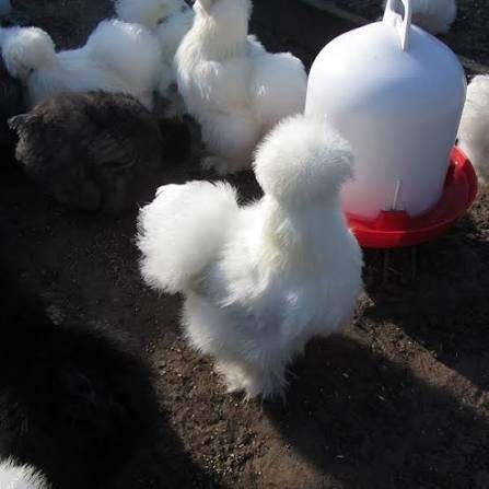 Zijdehoen kippen., Dieren en Toebehoren, Pluimvee, Vrouwelijk, Kip