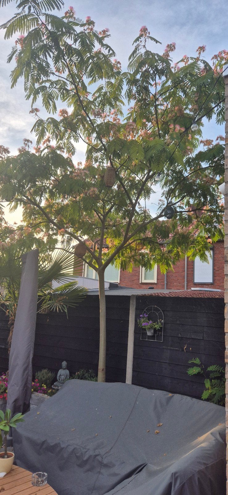 Prachtige volwassen Perzische Slaapboom, Tuin en Terras, Planten | Bomen, Overige soorten, Zomer, 400 cm of meer, Ophalen