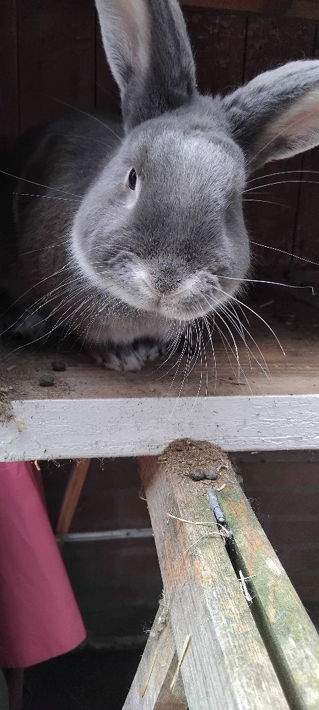 Lief konijn, Mannelijk, Middelgroot, 0 tot 2 jaar