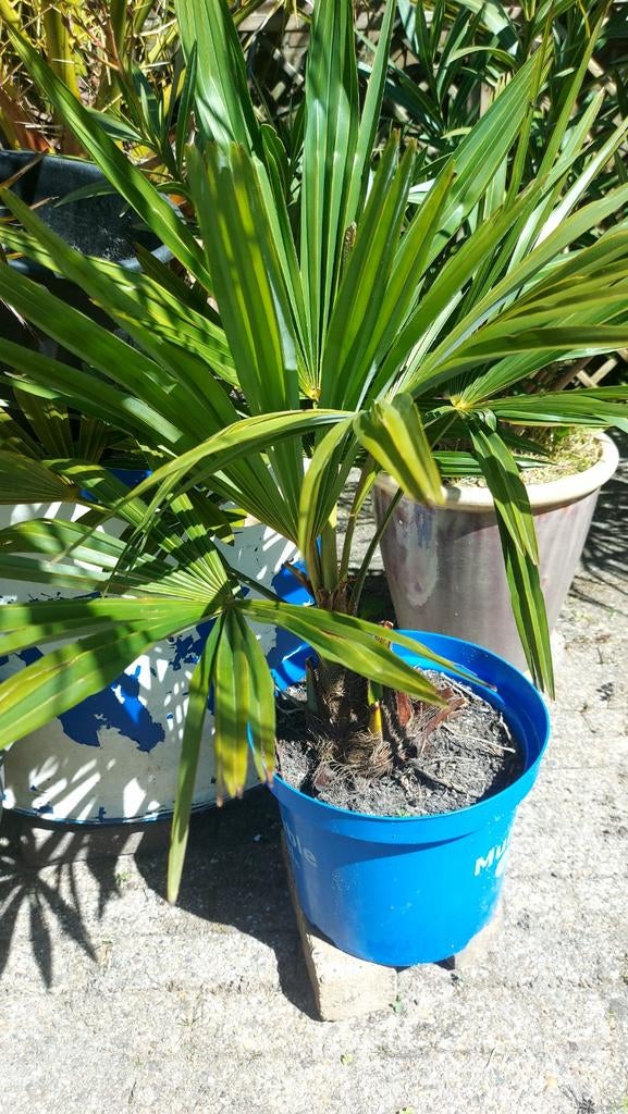 Trachycarpus Fortunei, Tuin en Terras, Planten | Tuinplanten, Ophalen, Overige soorten, Volle zon