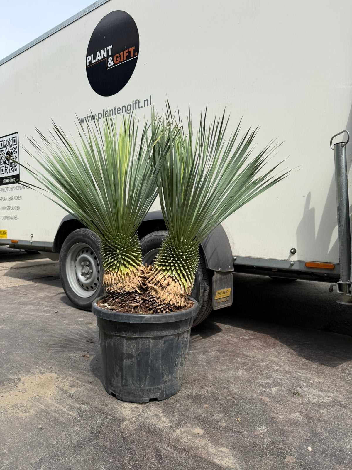 Yucca rostrata dubbelstam 110/45, Ophalen of Verzenden, Overige soorten, Volle zon