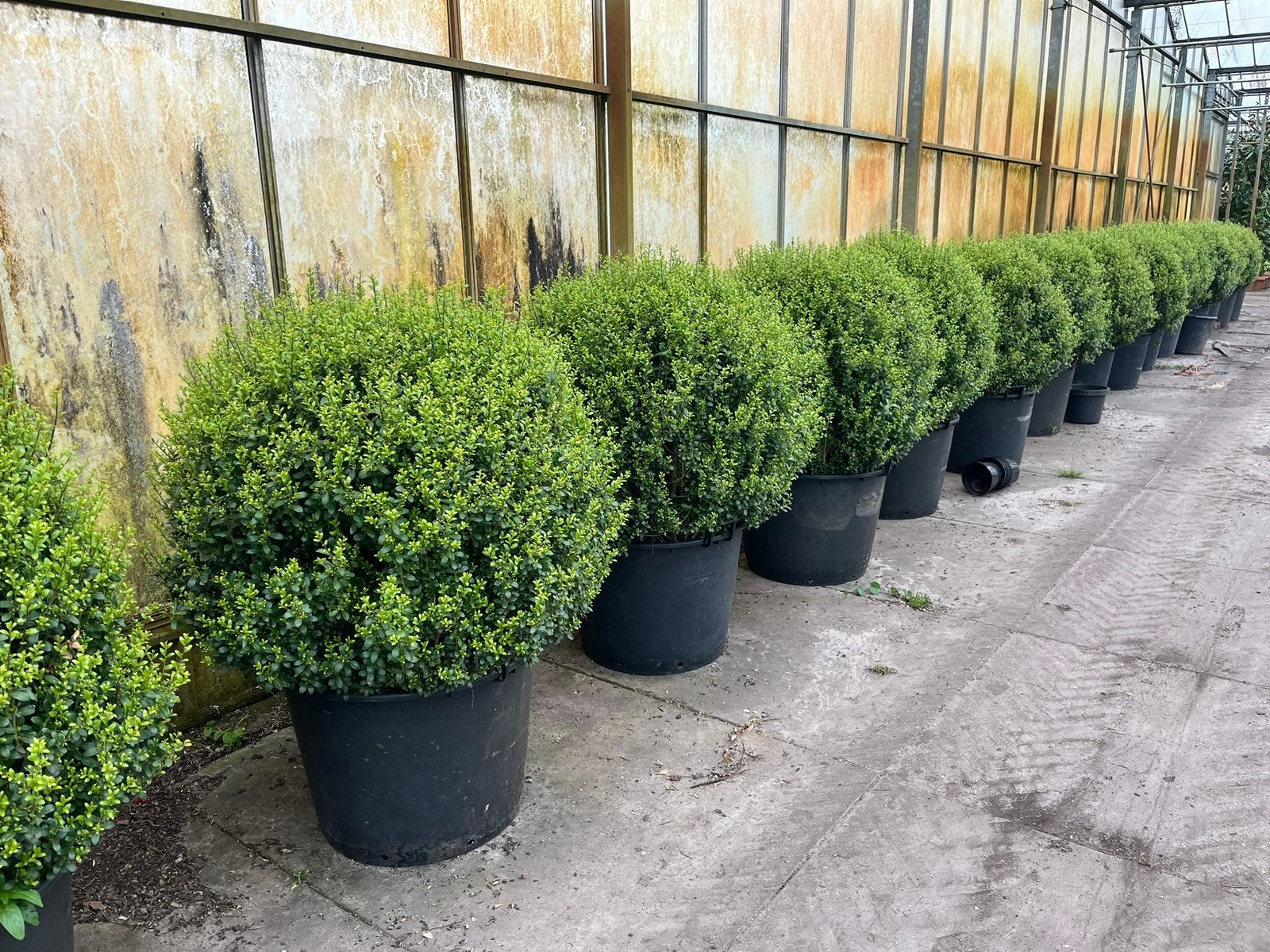 Foto 2 van Ilex bollen - Diverse andere soorten in bolvorm