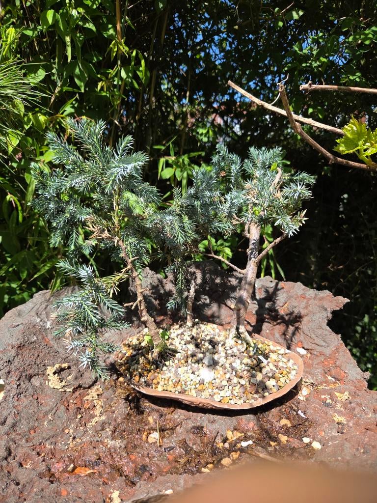 Bonsai Juniperus Chinensis Groep van 3, Ophalen