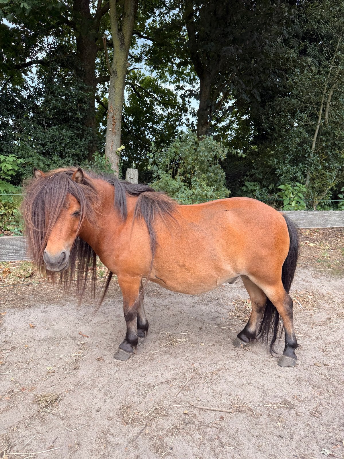 Mini paarden, Dieren en Toebehoren, Hengst, A pony (tot 1.17m), 0 tot 2 jaar