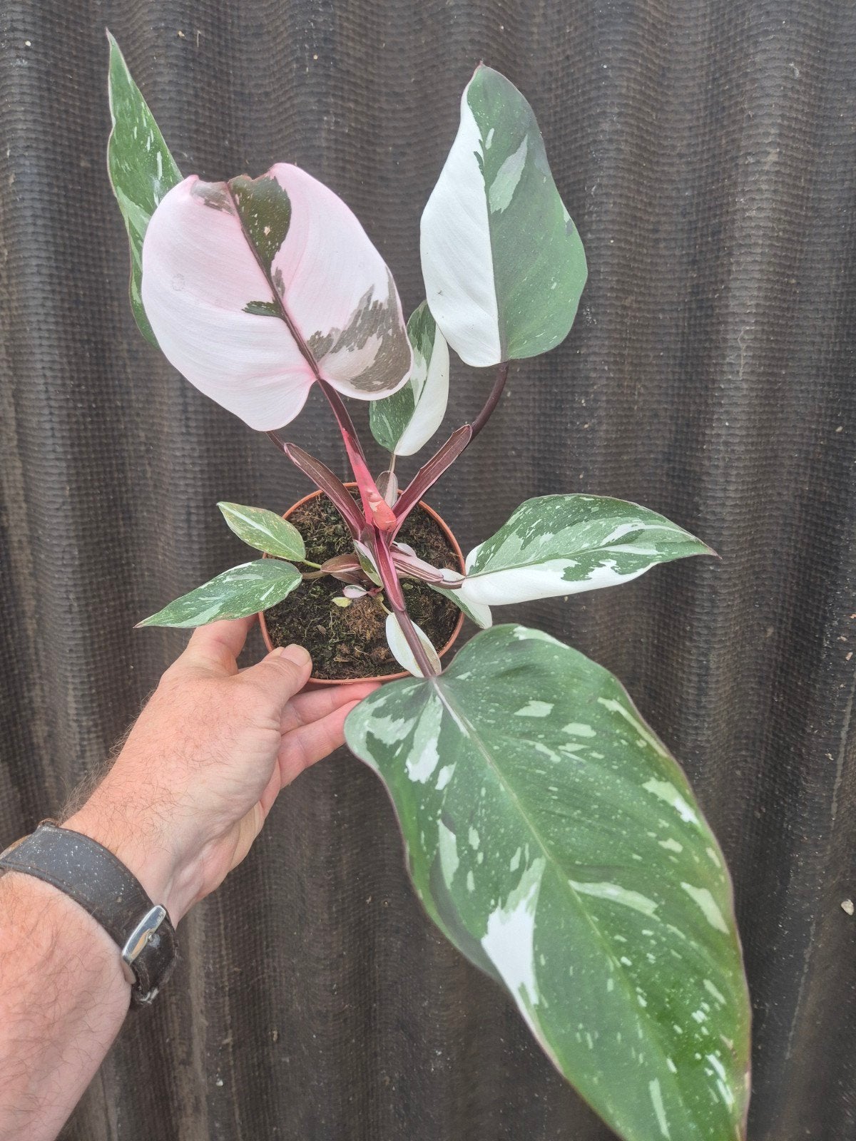 Philodendron Pink Princess Marble p12 (6)