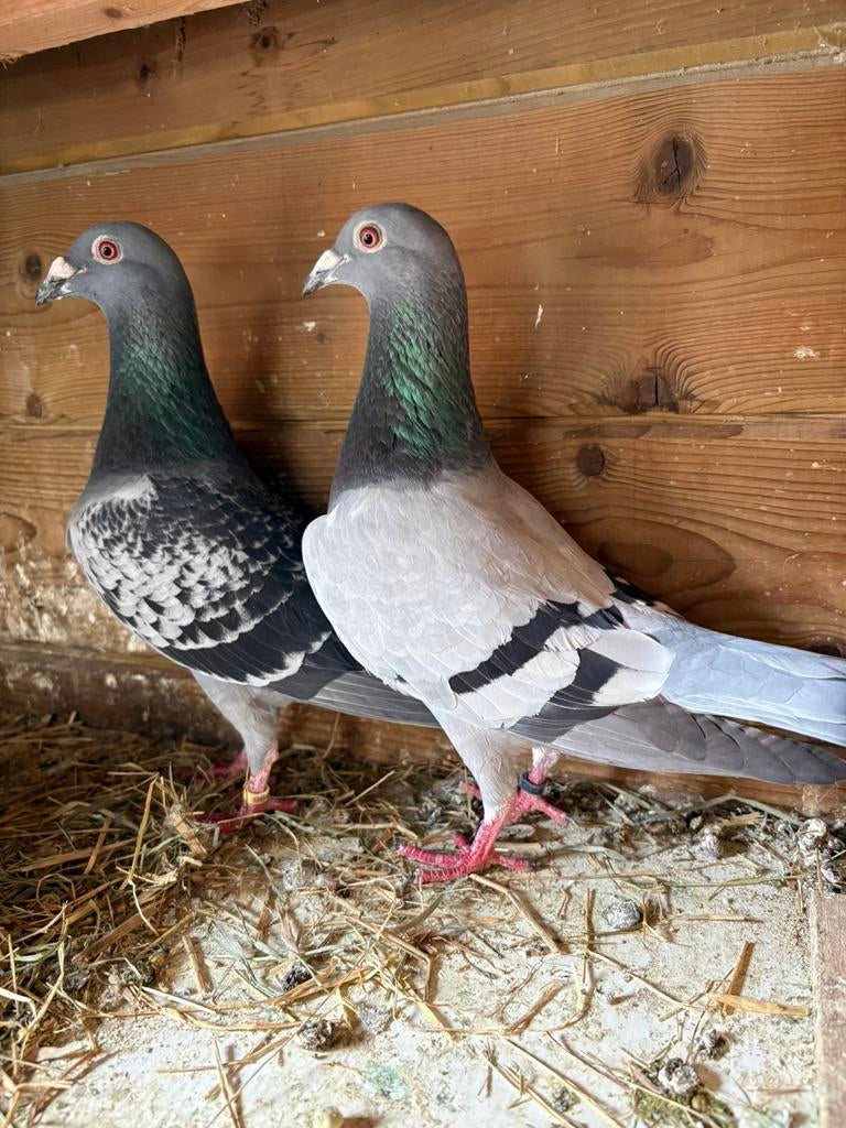 Post duiven, Meerdere dieren, Postduif