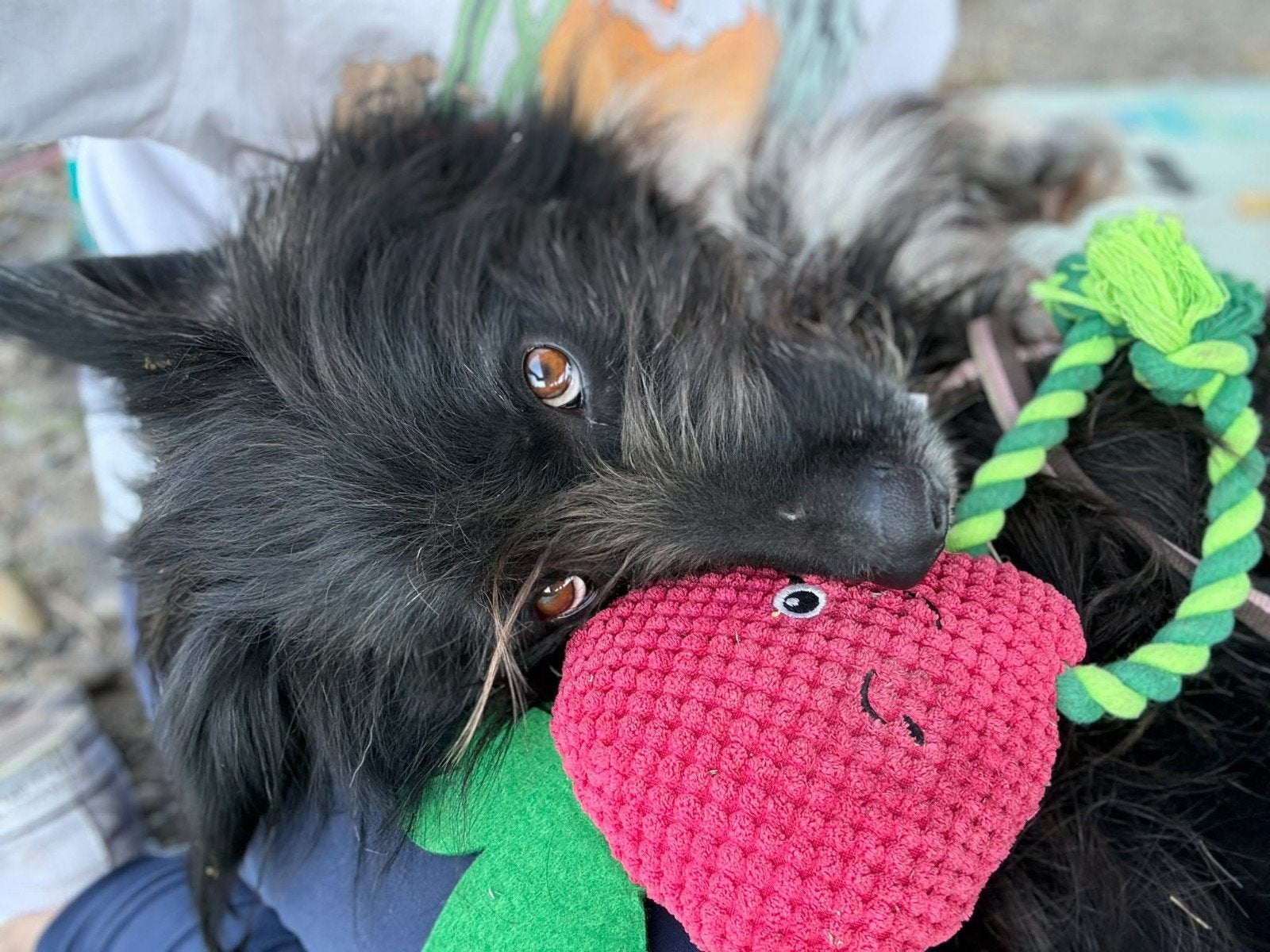 MUSTAFA ZOEKT EEN LIEFDEVOL THUIS, Dieren en Toebehoren, Particulier, Reu, Buitenland, Eén hond