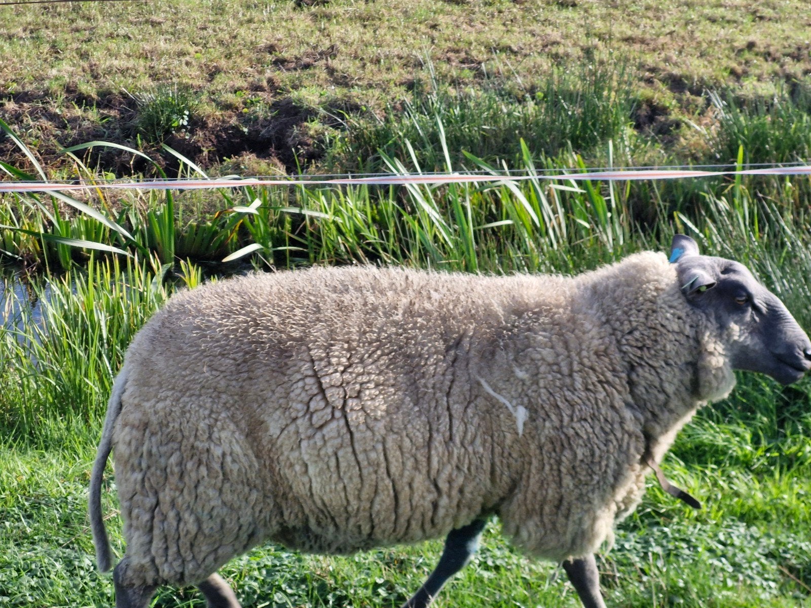 dekrammen, Dieren en Toebehoren, Mannelijk, Schaap