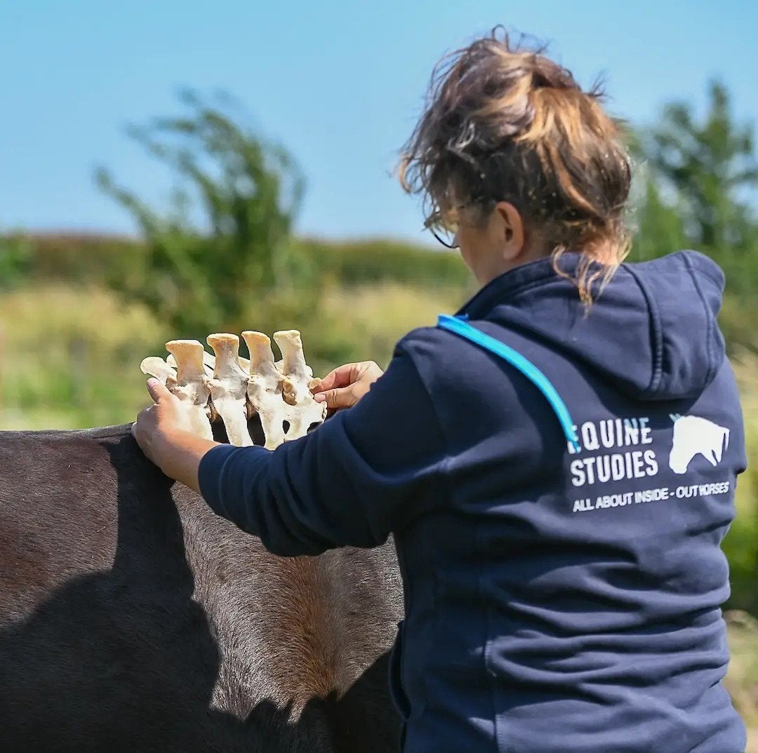 Online cursus Body Basics van EquineStudies – t.w.v. €89,95!, Ophalen, Beta, Nieuw, Zefanja vermeulen