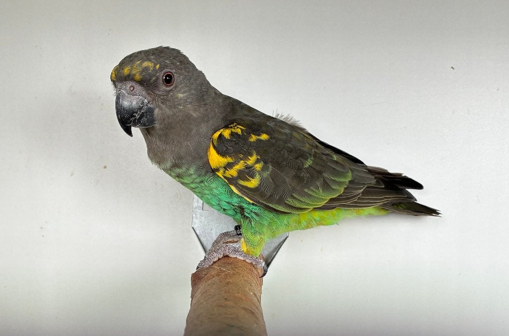 1-0  Poicephalus Meyeri Saturatus 2025, Mannelijk, Papegaai, Geringd