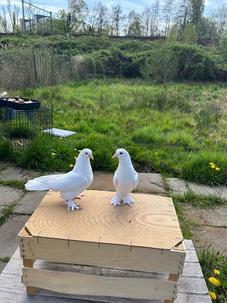 Takla musol duiven, Dieren en Toebehoren, Meerdere dieren, Tuimelaar of Roller