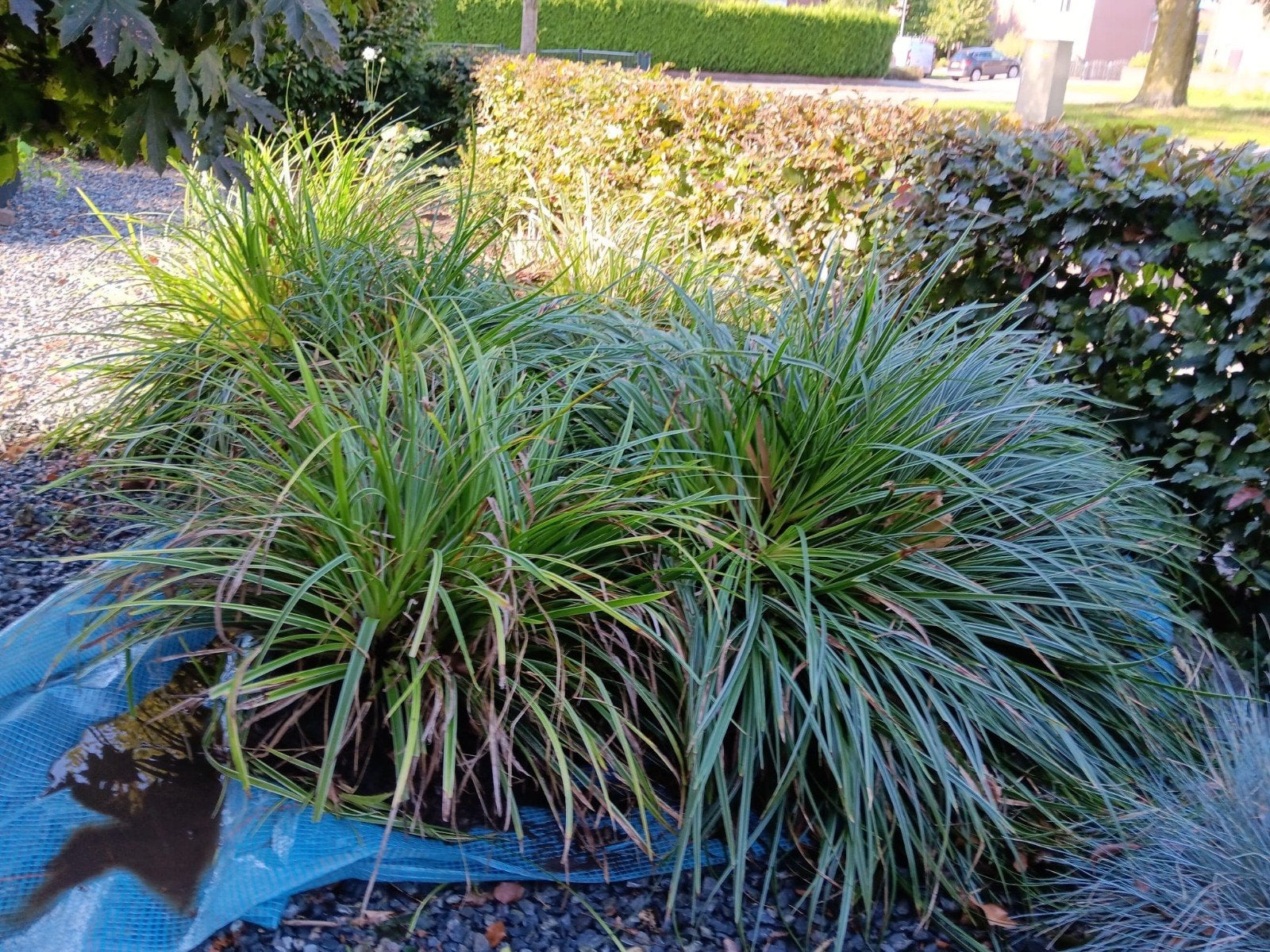 GRATIS! Carex gras - Siergras voor tuin of pot, Tuin en Terras, Ophalen