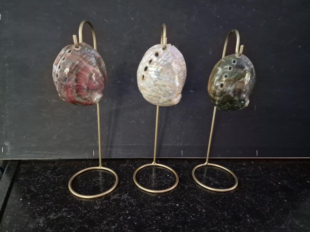 Mooie kleine Haliotes schelpen, standaards zijn op, Ophalen of Verzenden, Schelp(en)
