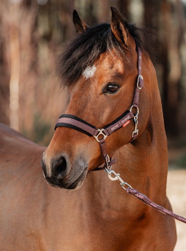 Red Horse halsterset Miyah Aubergine maat Shet, Pony of Cob, Zacht onderlegd, ., Nieuw, Ophalen of Verzenden
