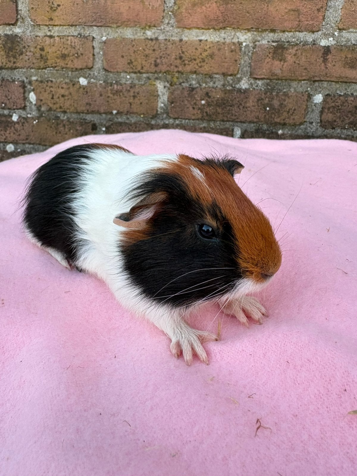 Diverse cavia’s, April, Vrouwelijk, Cavia