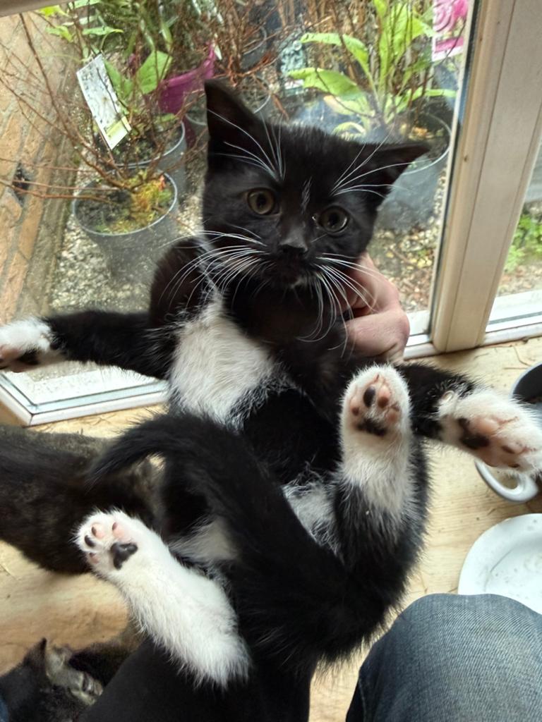 Kittens kat poes, Dieren en Toebehoren, Kater