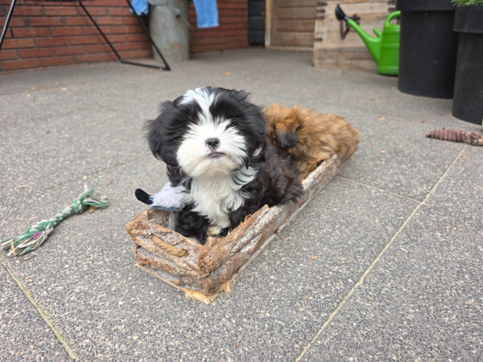 Boomer pups, Parvo, Overige rassen, 8 tot 15 weken, Meerdere