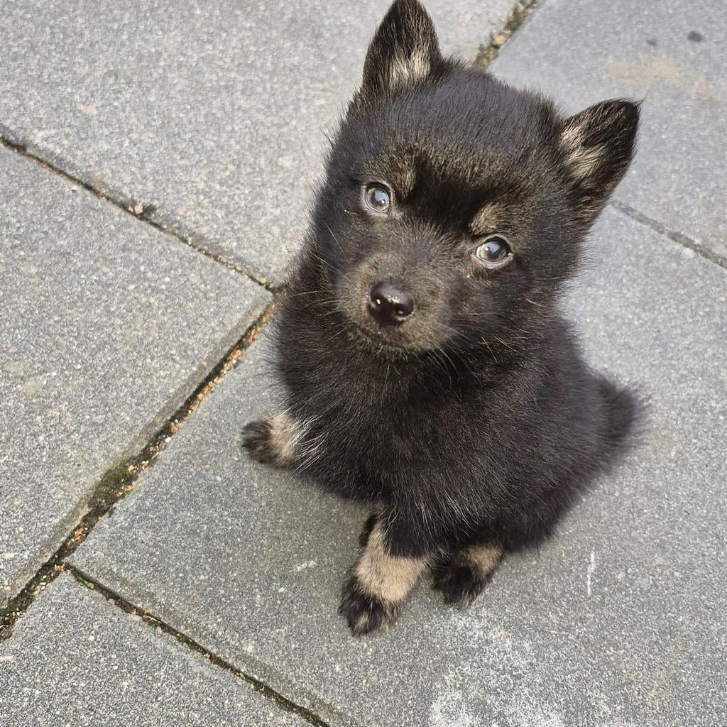 Pomsky f3 reutje, Reu, 8 tot 15 weken, Poolhond, Eén hond