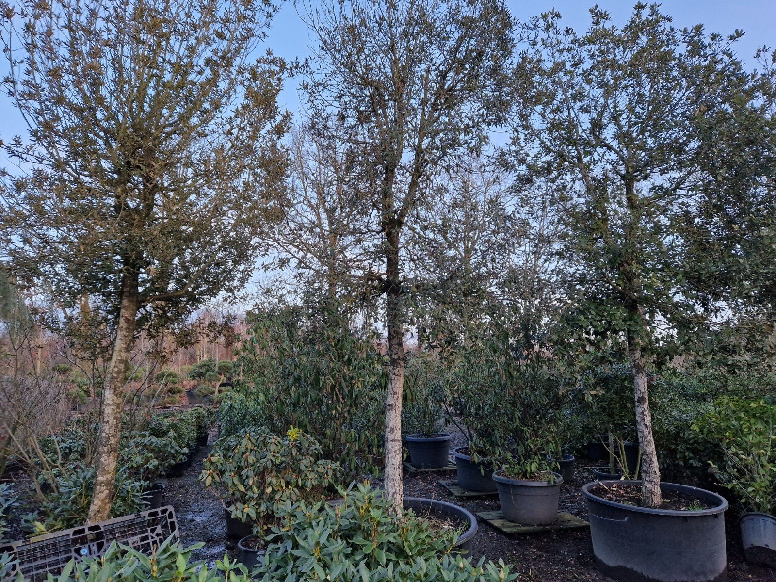 Quercus Ilex Steeneik XXL - Grote Wintergroene Boom, Overige soorten, Lente, 400 cm of meer, Ophalen