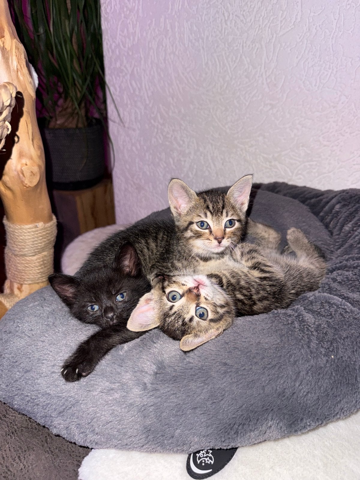 3 schattige kittens, Dieren en Toebehoren, Katten en Kittens | Overige Katten, Meerdere dieren, Kortharig, 0 tot 2 jaar