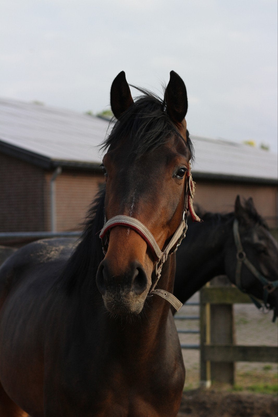 Tesscamila (2023) goedgekeurd voor sport, Merrie, Dressuurpaard, 3 tot 6 jaar, Onbeleerd