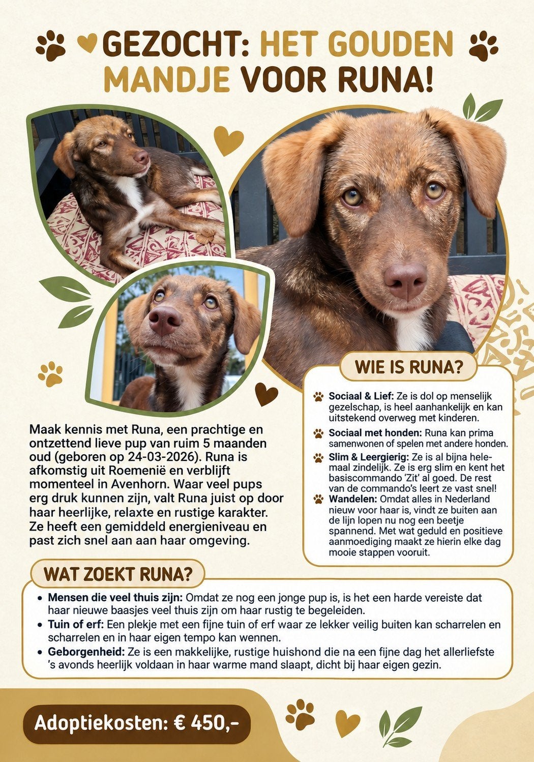 Lieve, rustige en relaxte pup Runa zoekt thuis!, Dieren en Toebehoren, Honden | Niet-rashonden, Particulier, 15 weken tot 1 jaar