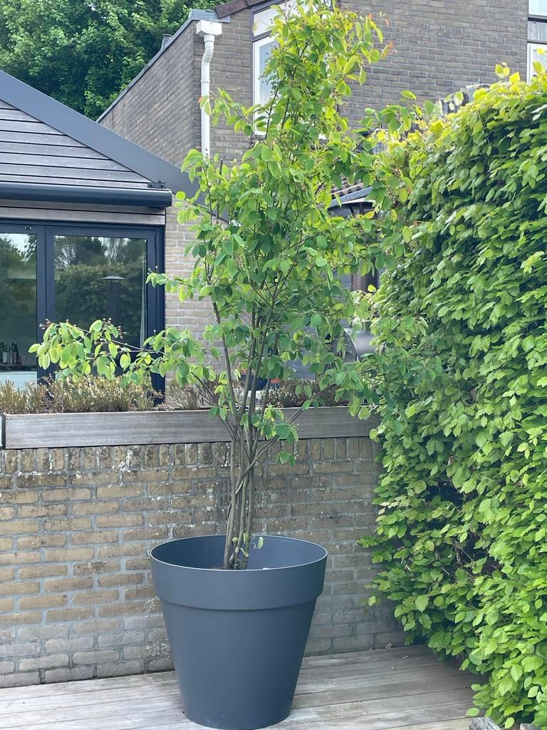 Krentenboom meerstammig, Tuin en Terras, Bloeit niet, Overige soorten, 100 tot 250 cm, Ophalen