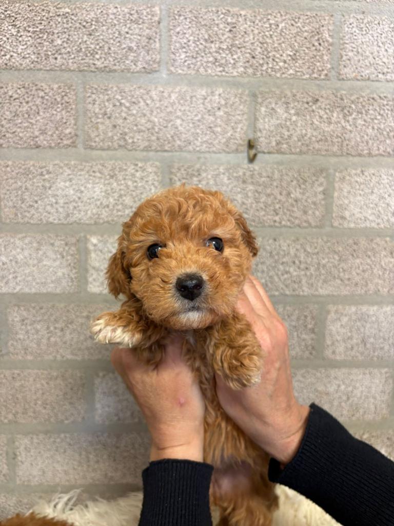 Nog enkele Toy/ Dwerg poedel pups, Poedel, Parvo, 8 tot 15 weken, Meerdere dieren