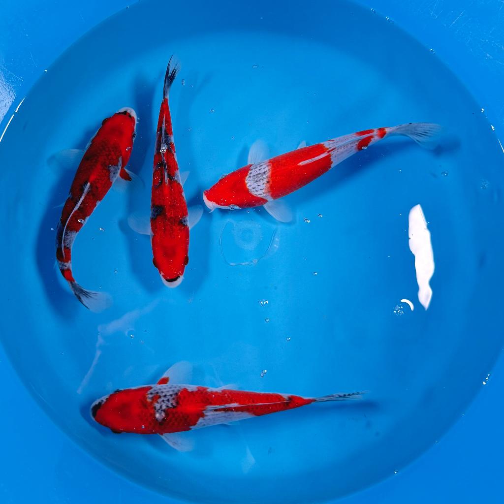 Goshiki | Tosai | Kawakami | 20-25cm | Japan Koi, Karper of Koi
