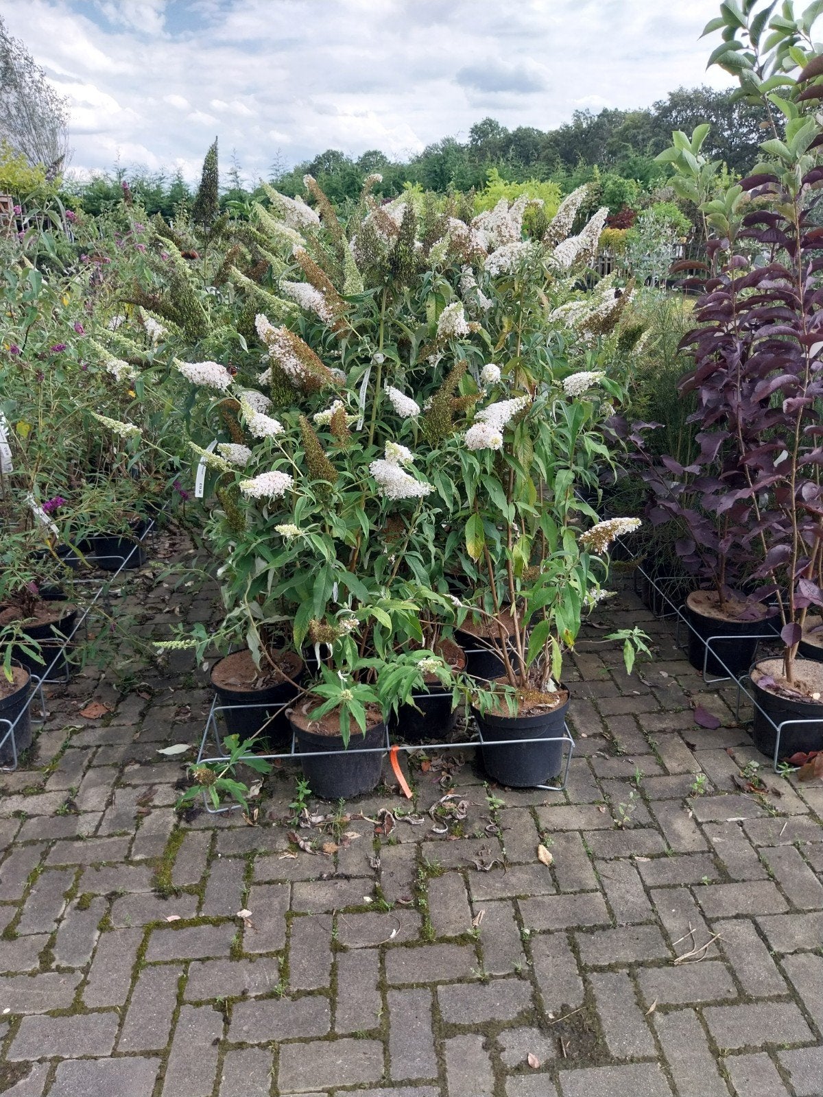 Buddleja 'White Bouquet' - Vlinderstruik met Witte Bloemen, Ophalen, Overige soorten, Volle zon
