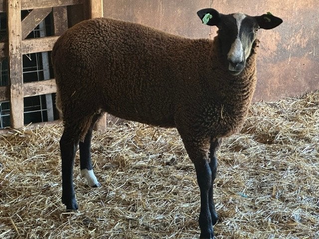 zwartbles ramlam, Dieren en Toebehoren, Schapen, Geiten en Varkens, Mannelijk, Schaap, 0 tot 2 jaar