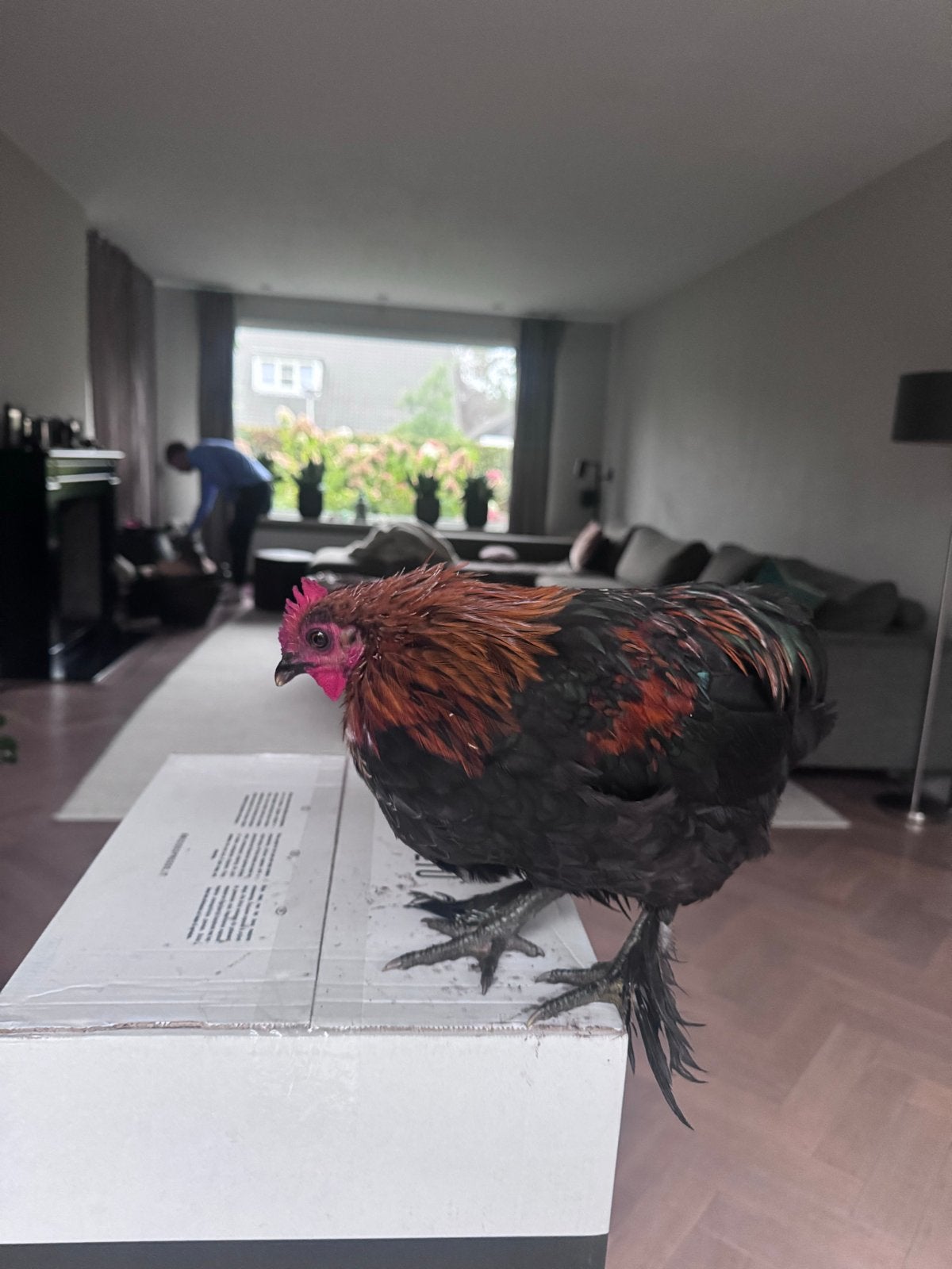 Jonge cochin kriel haantje ( moet snel weg)