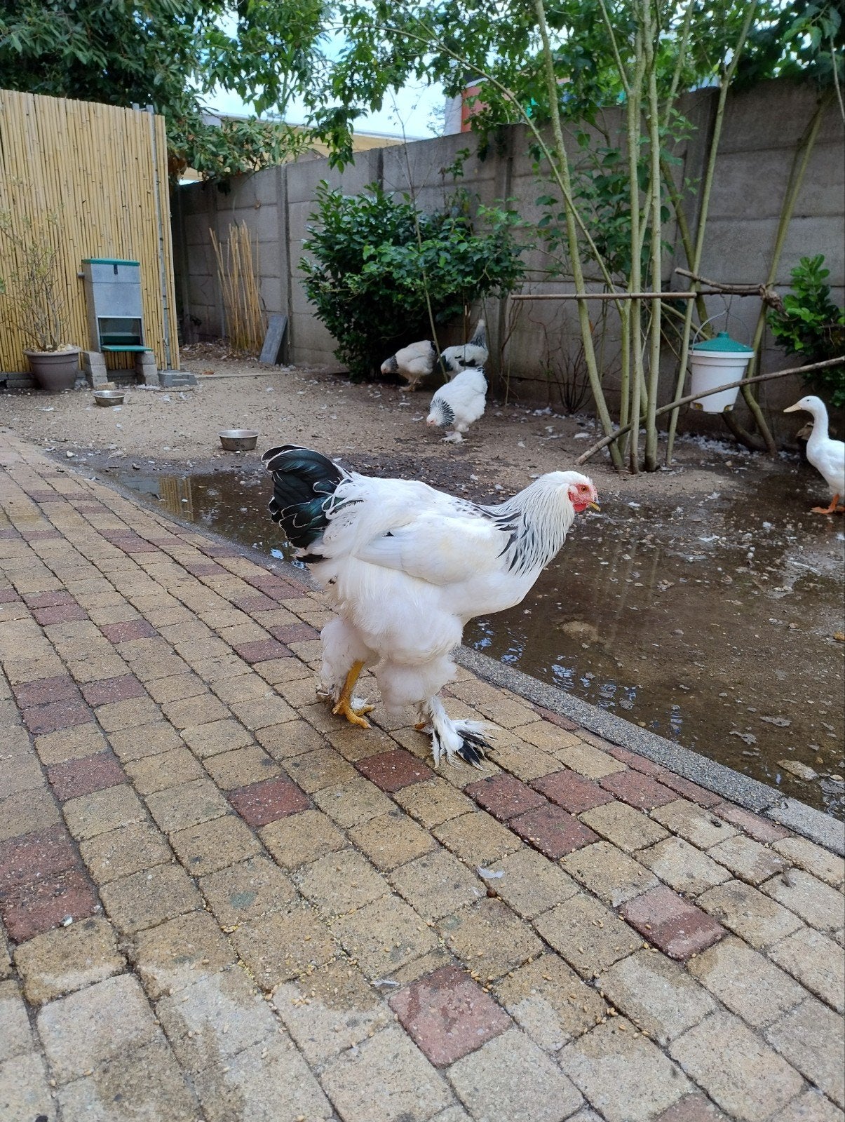 Brahma haan, Dieren en Toebehoren, Mannelijk, Kip